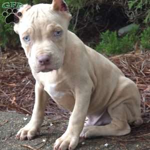 MR . BLUE EYE CREME SPOTS, Cane Corso Puppy