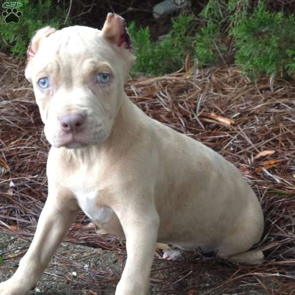 MR . BLUE EYE CREME SPOTS, Cane Corso Puppy