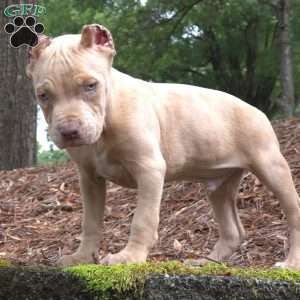 MR . BLUE EYE CREME SPOTS, Cane Corso Puppy