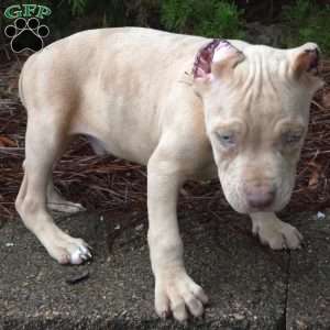 MR . BLUE EYE CREME SPOTS, Cane Corso Puppy