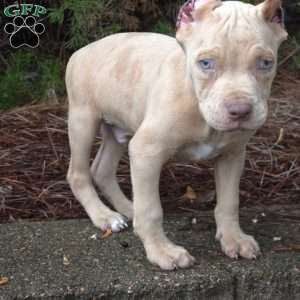 MR . BLUE EYE CREME SPOTS, Cane Corso Puppy