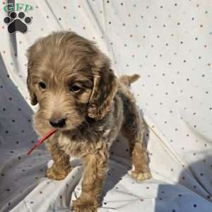 Maggie, Goldendoodle Puppy