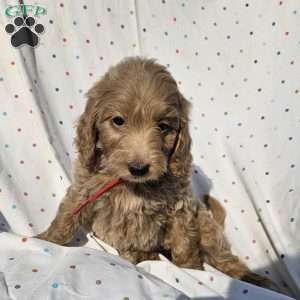 Maggie, Goldendoodle Puppy