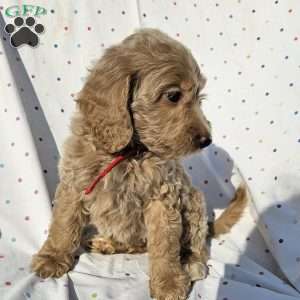 Maggie, Goldendoodle Puppy