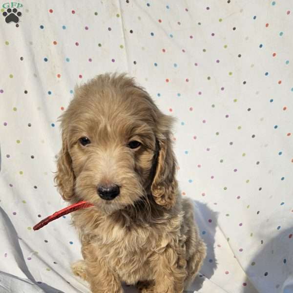 Maggie, Goldendoodle Puppy