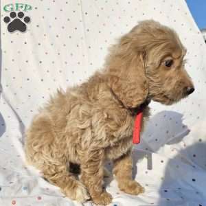 Maggie, Goldendoodle Puppy
