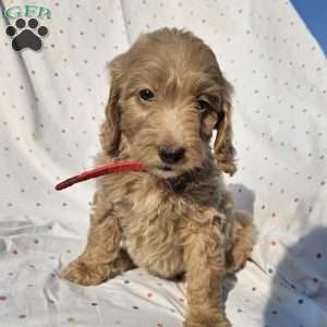 Maggie, Goldendoodle Puppy