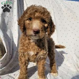 Lola, Goldendoodle Puppy