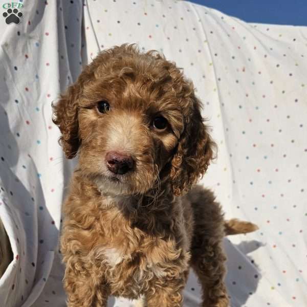 Lola, Goldendoodle Puppy