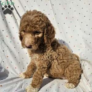 Lola, Goldendoodle Puppy