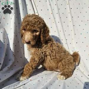Lola, Goldendoodle Puppy