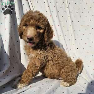 Lola, Goldendoodle Puppy
