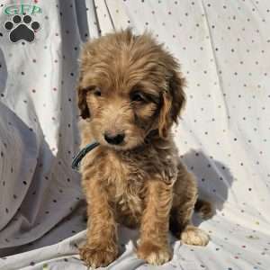 Sophie, Goldendoodle Puppy