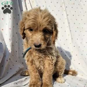 Sophie, Goldendoodle Puppy