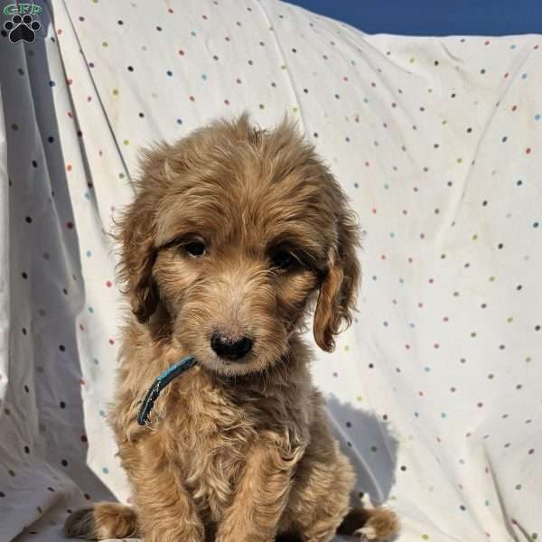 Sophie, Goldendoodle Puppy