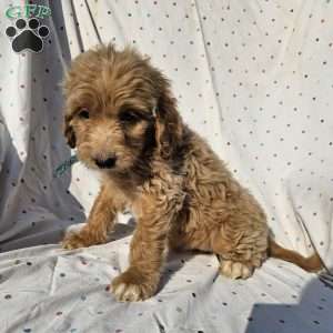 Sophie, Goldendoodle Puppy
