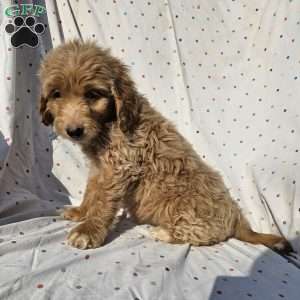 Sophie, Goldendoodle Puppy