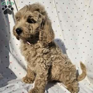 Daisy, Goldendoodle Puppy