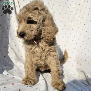 Daisy, Goldendoodle Puppy