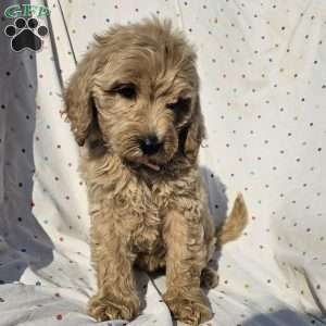 Daisy, Goldendoodle Puppy