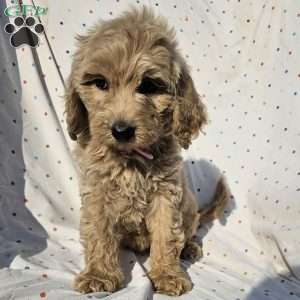 Daisy, Goldendoodle Puppy