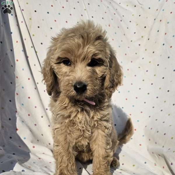 Daisy, Goldendoodle Puppy
