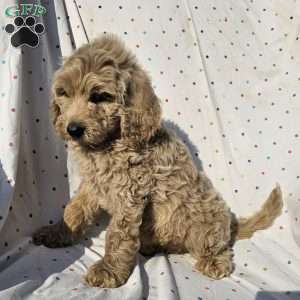 Daisy, Goldendoodle Puppy