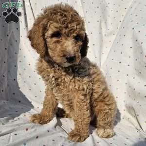 Stella, Goldendoodle Puppy