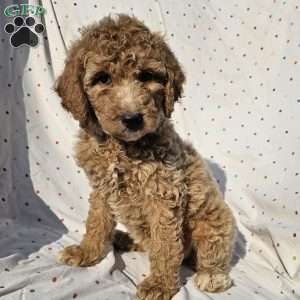 Stella, Goldendoodle Puppy