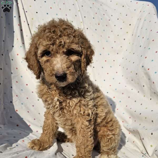 Stella, Goldendoodle Puppy