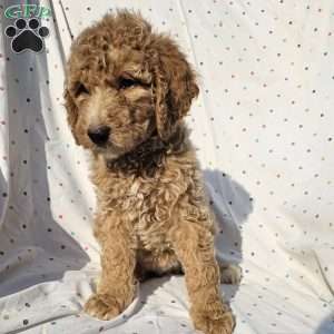 Stella, Goldendoodle Puppy