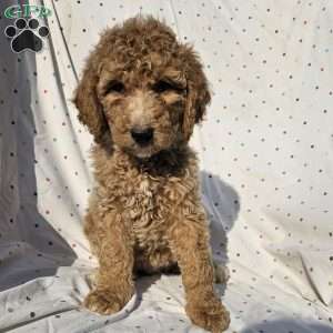 Stella, Goldendoodle Puppy