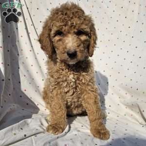 Stella, Goldendoodle Puppy