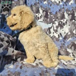 Duke, Goldendoodle Puppy