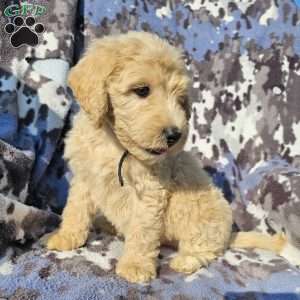 Duke, Goldendoodle Puppy