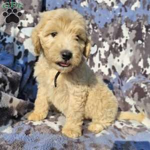 Duke, Goldendoodle Puppy
