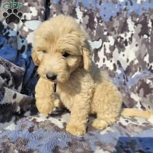 Duke, Goldendoodle Puppy