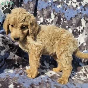 Rocky, Goldendoodle Puppy