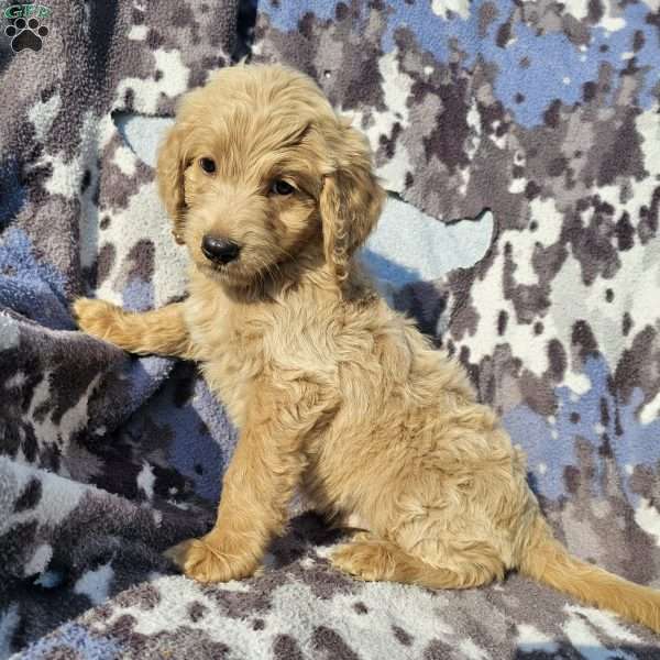 Rocky, Goldendoodle Puppy