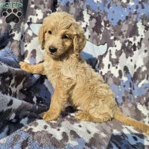Rocky, Goldendoodle Puppy