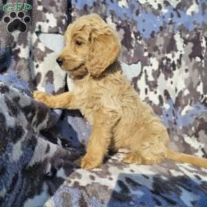 Rocky, Goldendoodle Puppy