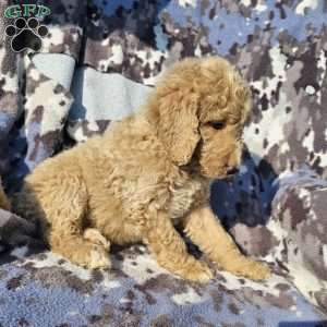 Max, Goldendoodle Puppy
