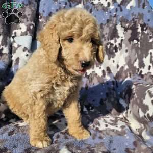 Max, Goldendoodle Puppy
