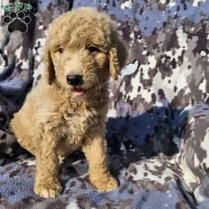 Max, Goldendoodle Puppy