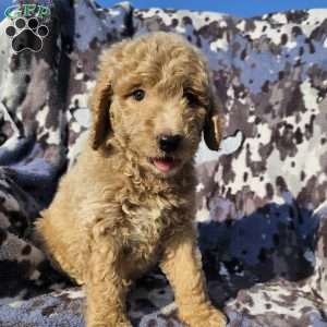 Max, Goldendoodle Puppy