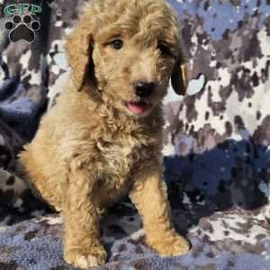 Max, Goldendoodle Puppy