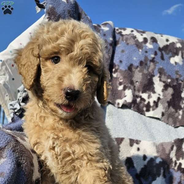 Max, Goldendoodle Puppy