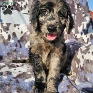 Finn, Goldendoodle Puppy