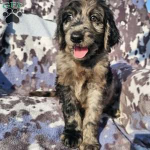 Finn, Goldendoodle Puppy