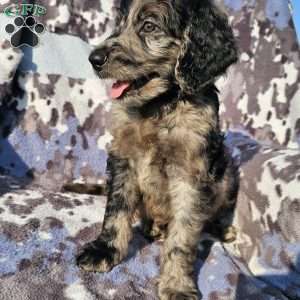 Finn, Goldendoodle Puppy